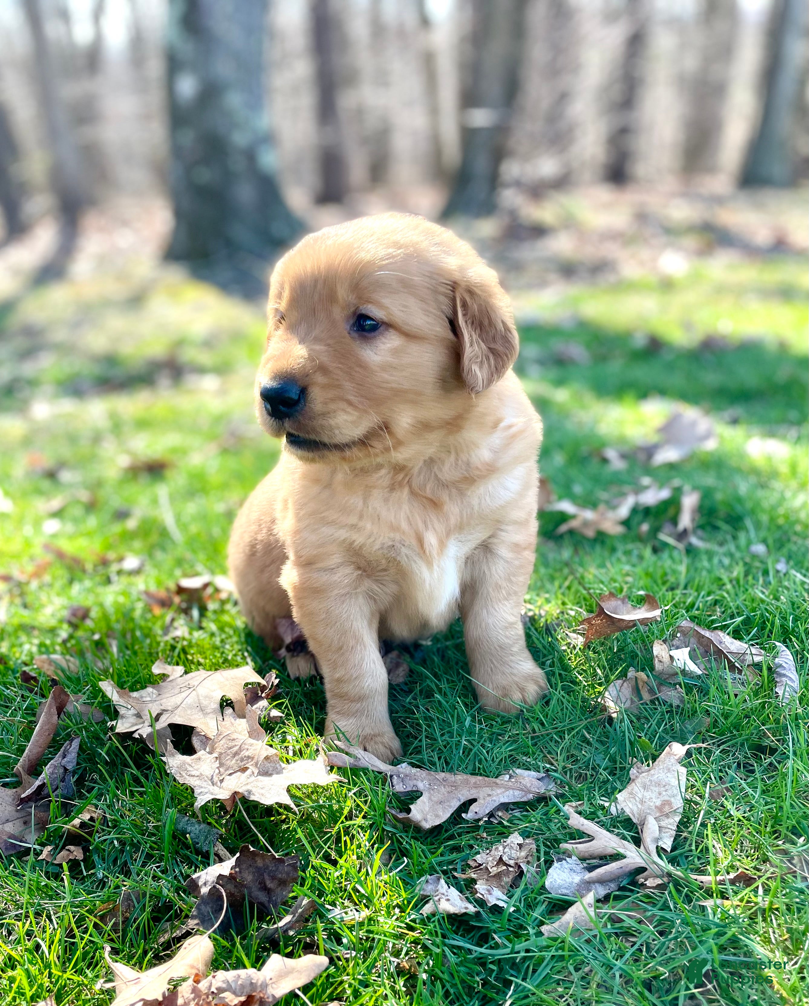 Golden Retriever dogs Cooper - Ad 2