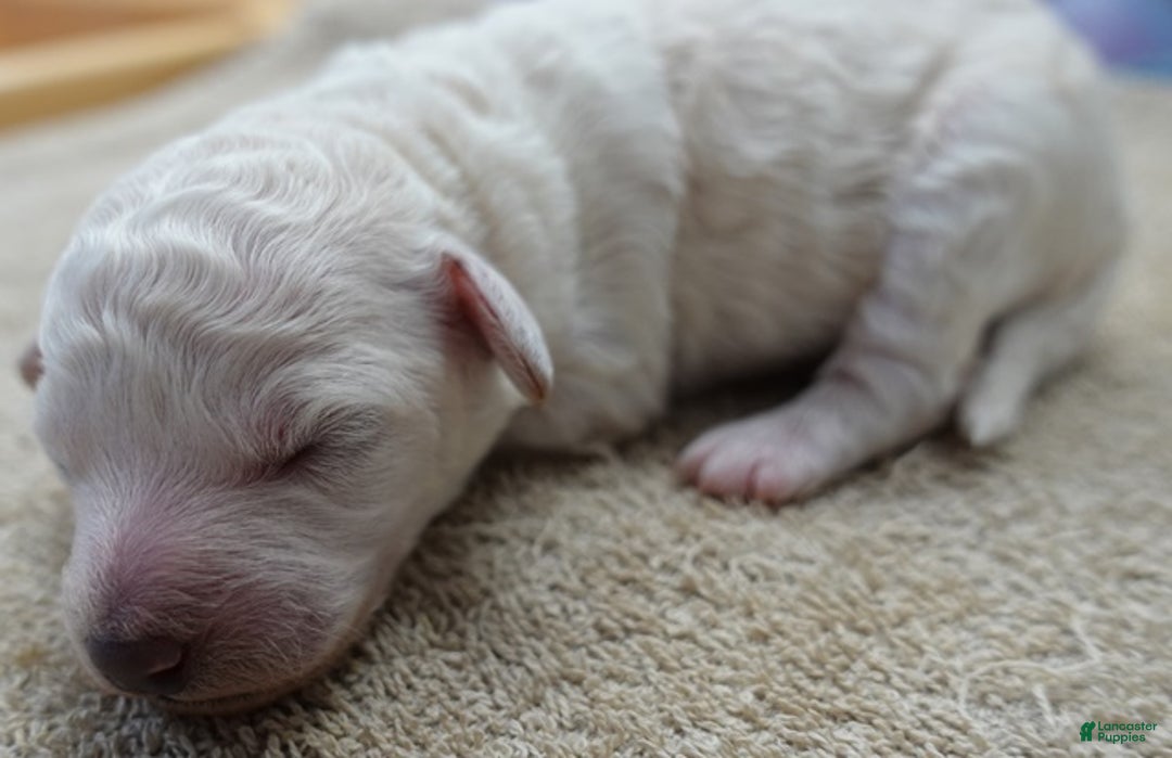 Toy Poodle dogs for sale: Zilla - Ad 6