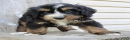 Bernedoodle dogs for sale: Roxie - Ad 5