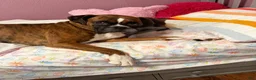 Boxer dogs for stud: Knuckles - Ad 3