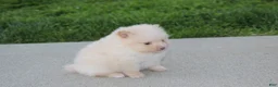 Pomeranian dogs for sale: Teddy  - Ad 11