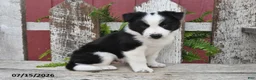 Border Collie dogs for sale: Dasher - Ad 4