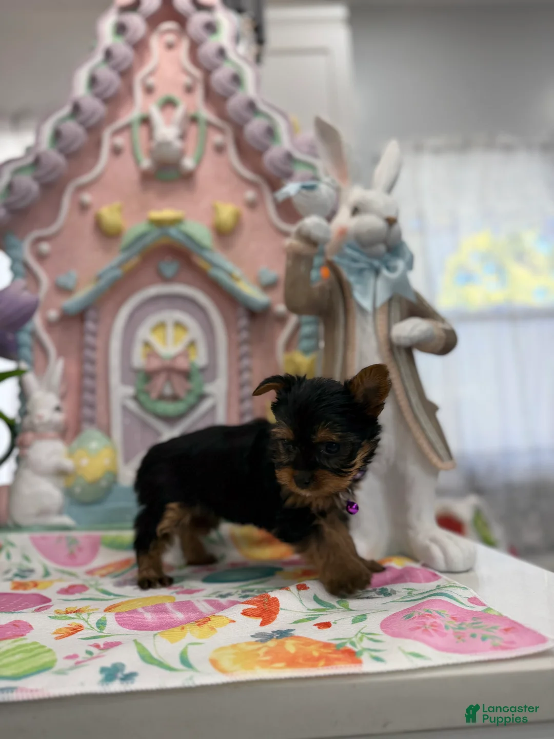 Yorkshire Terrier dogs for sale: Teacup faith - Ad 2