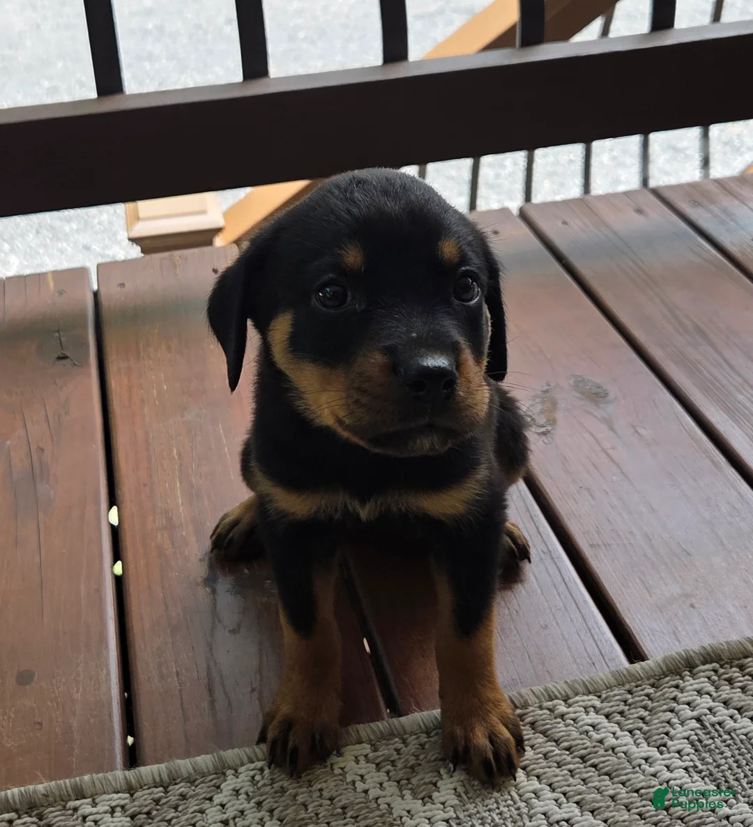 Rottweiler dogs for sale: Ellie - Ad 1