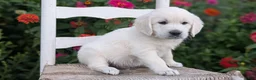 Golden Retriever dogs for sale: Bandit - Ad 6
