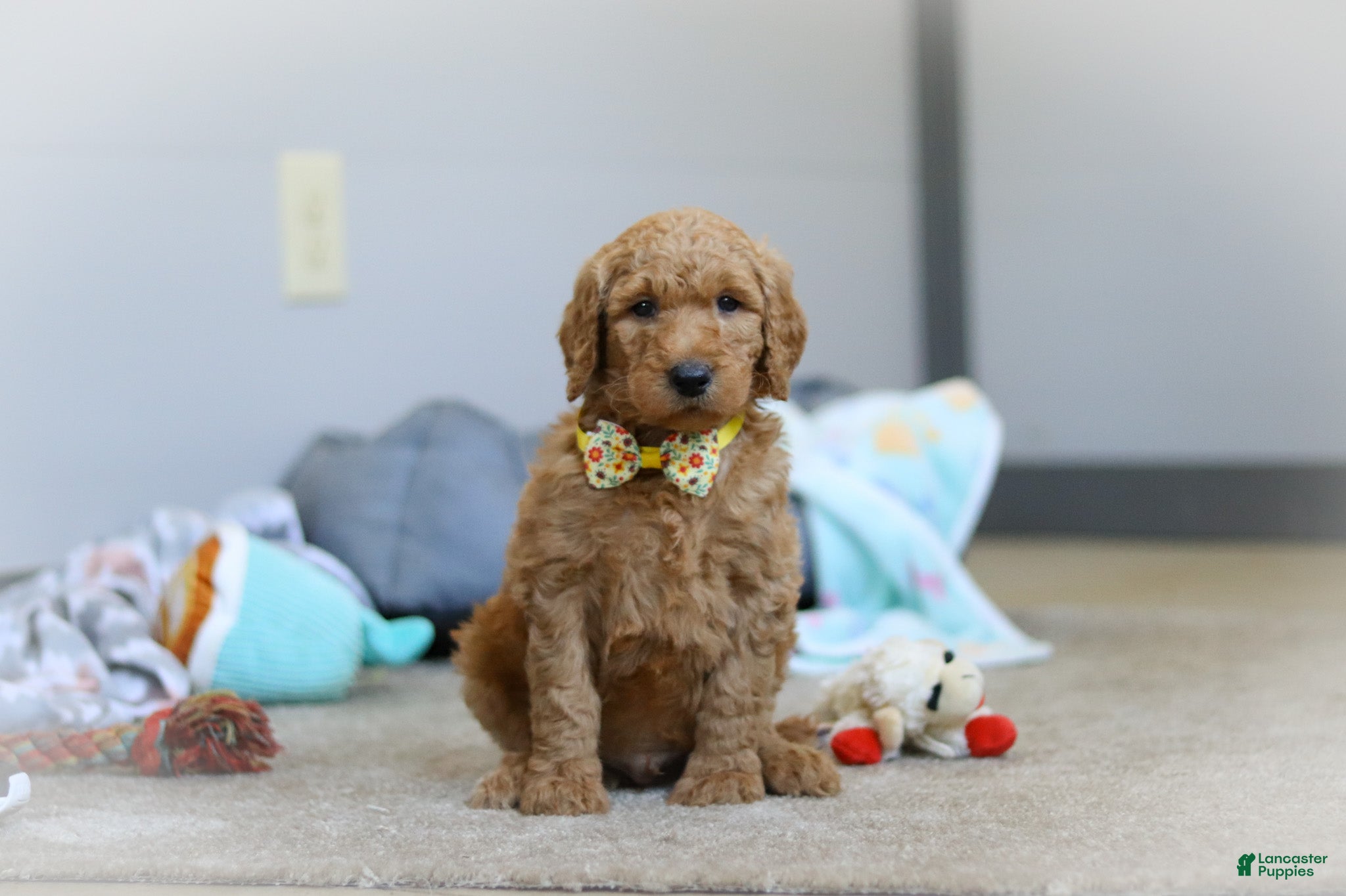 Standard Poodle dogs Bruno AKC - Ad 2