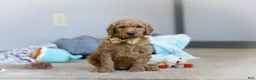 Standard Poodle dogs for sale: Bruno AKC - Ad 2