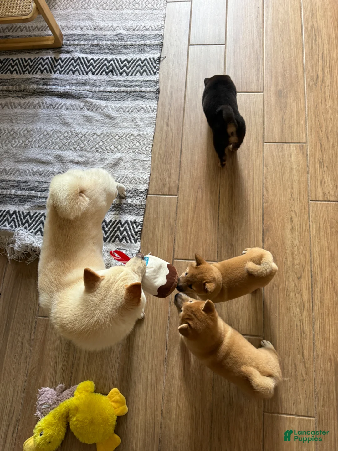 Shiba Inu dogs for sale: Pablo - Ad 2