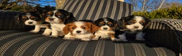 Cavalier King Charles Spaniel dogs for sale: Val - Ad 13