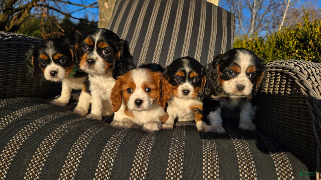 Cavalier King Charles Spaniel dogs for sale: Val - Ad 13