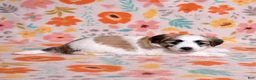 Coton De Tulear dogs for sale: Petunia - Ad 13