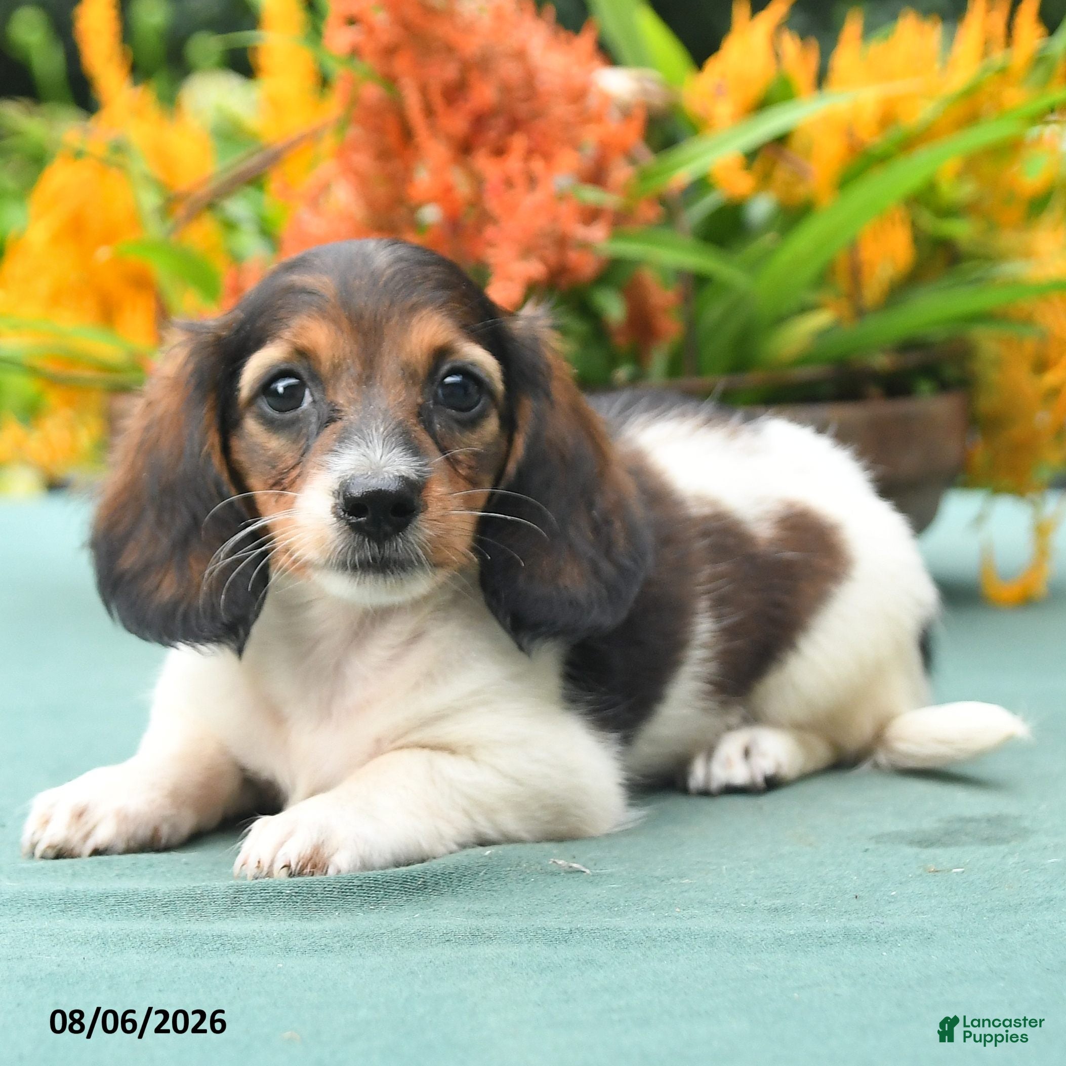 Dachshund dogs Tasha - Ad 2