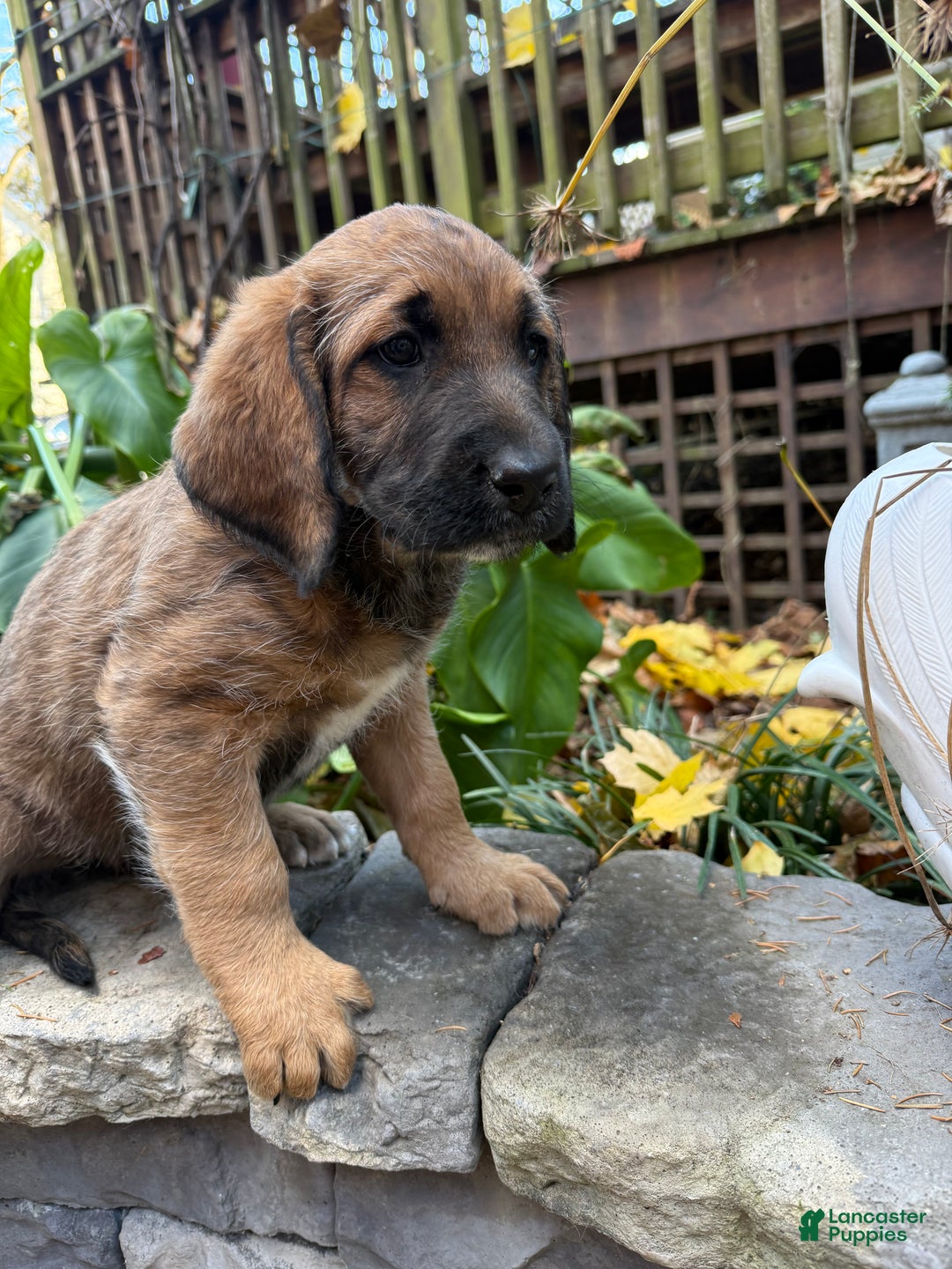 Mixed Breed dogs for sale: Oscar - Ad 4
