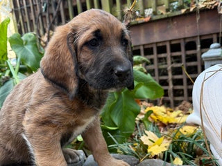 Mixed Breed dogs Oscar - Ad 2