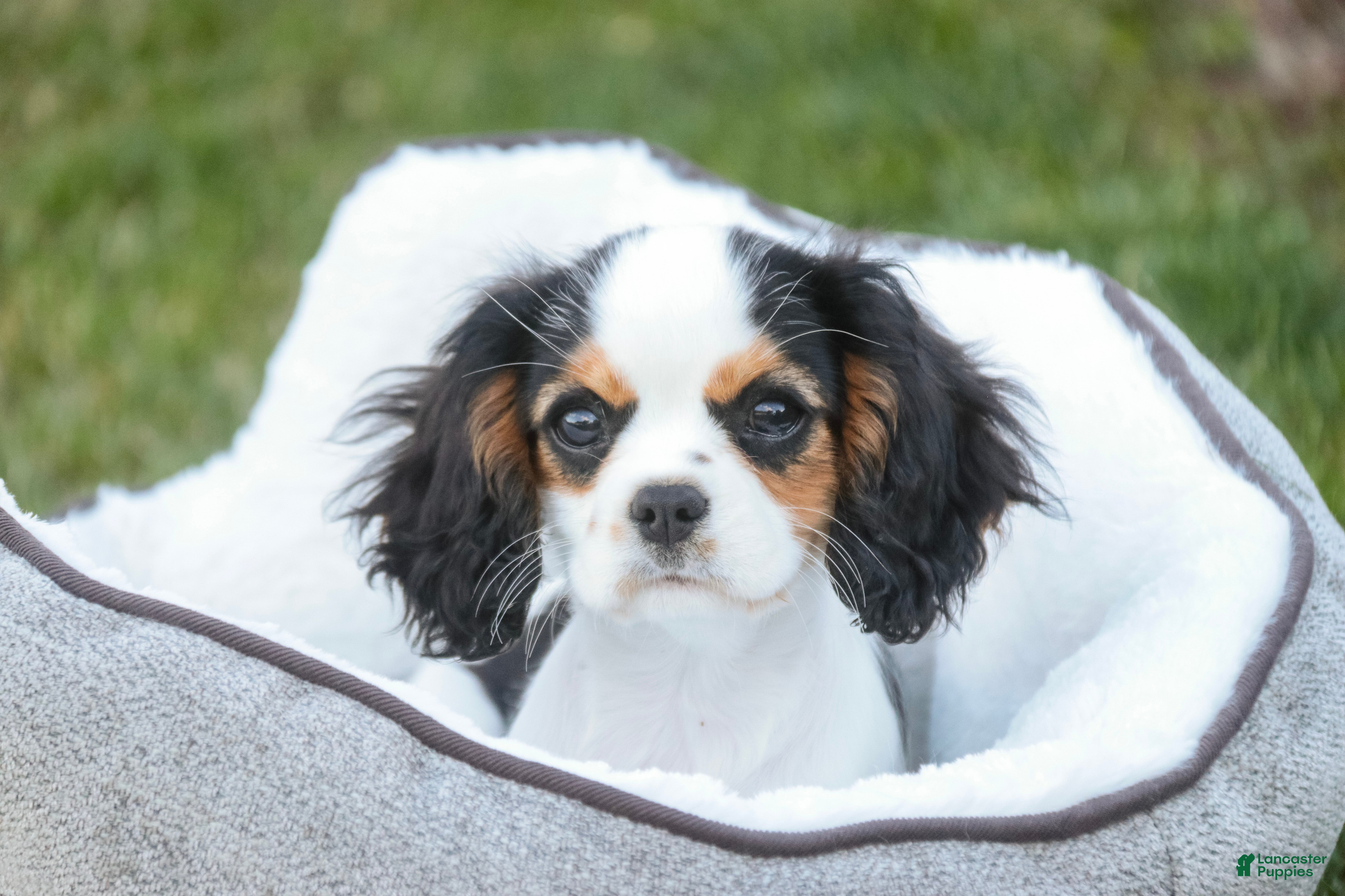 Cavalier King Charles Spaniel dogs Dottie - Ad 1