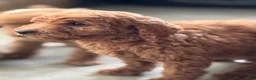 Standard Poodle dogs for sale: Cookie - Ad 4