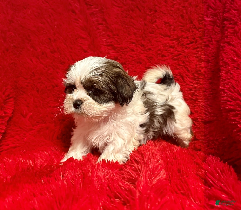 Malshi dogs Remmy - Ad 4