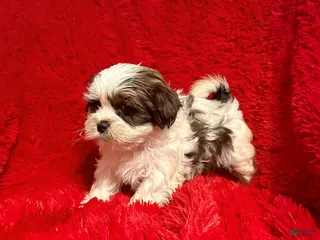 Malshi dogs Remmy - Ad 3