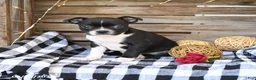 Boston Terrier dogs for sale: Zaily - Ad 2