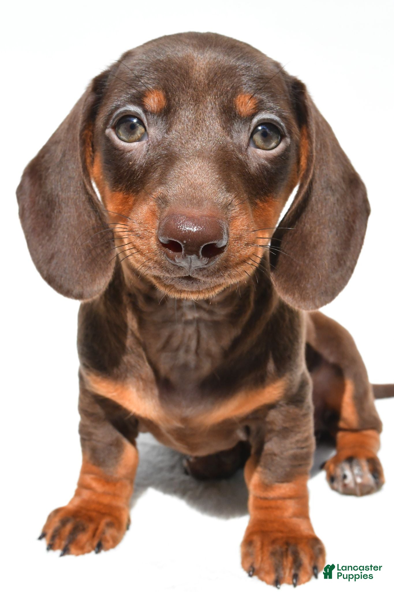Dachshund dogs Indie - Ad 2
