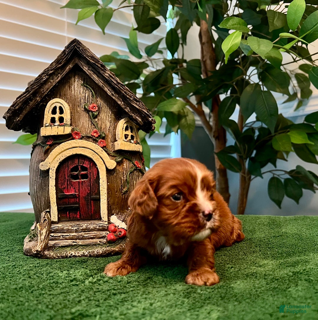 Cavalier King Charles Spaniel dogs for sale: Cavalier King Charles Spaniel Puppy 2- Dasher - Ad 11