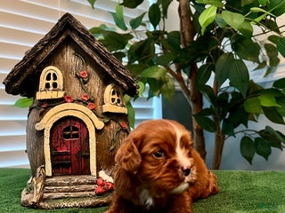 Cavalier King Charles Spaniel dogs Cavalier King Charles Spaniel Puppy 3- Ginger - Ad 9