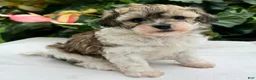 Havapoo dogs for sale: Bianca - Ad 3
