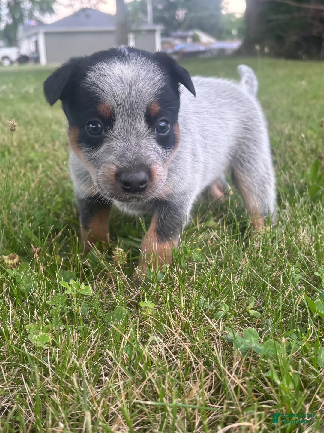 Australian Cattle Dog dogs for sale: Sally - Ad 1