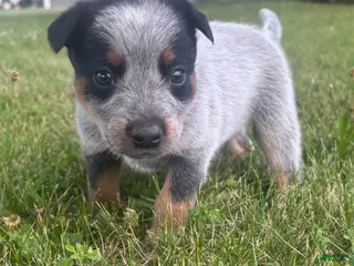 Australian Cattle Dog dogs Sally - Ad 38
