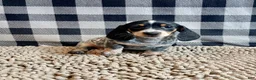 Miniature Dachshund dogs for sale: Nettie - Ad 6