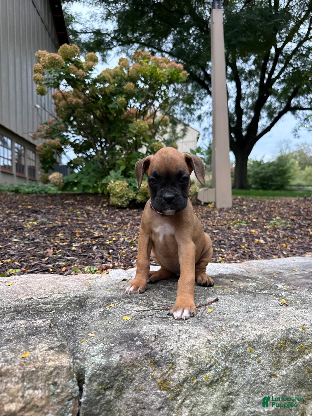Boxer dogs for sale: Mya - Ad 1
