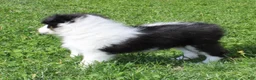 Shetland Sheepdog dogs for sale: Tasha - Ad 4