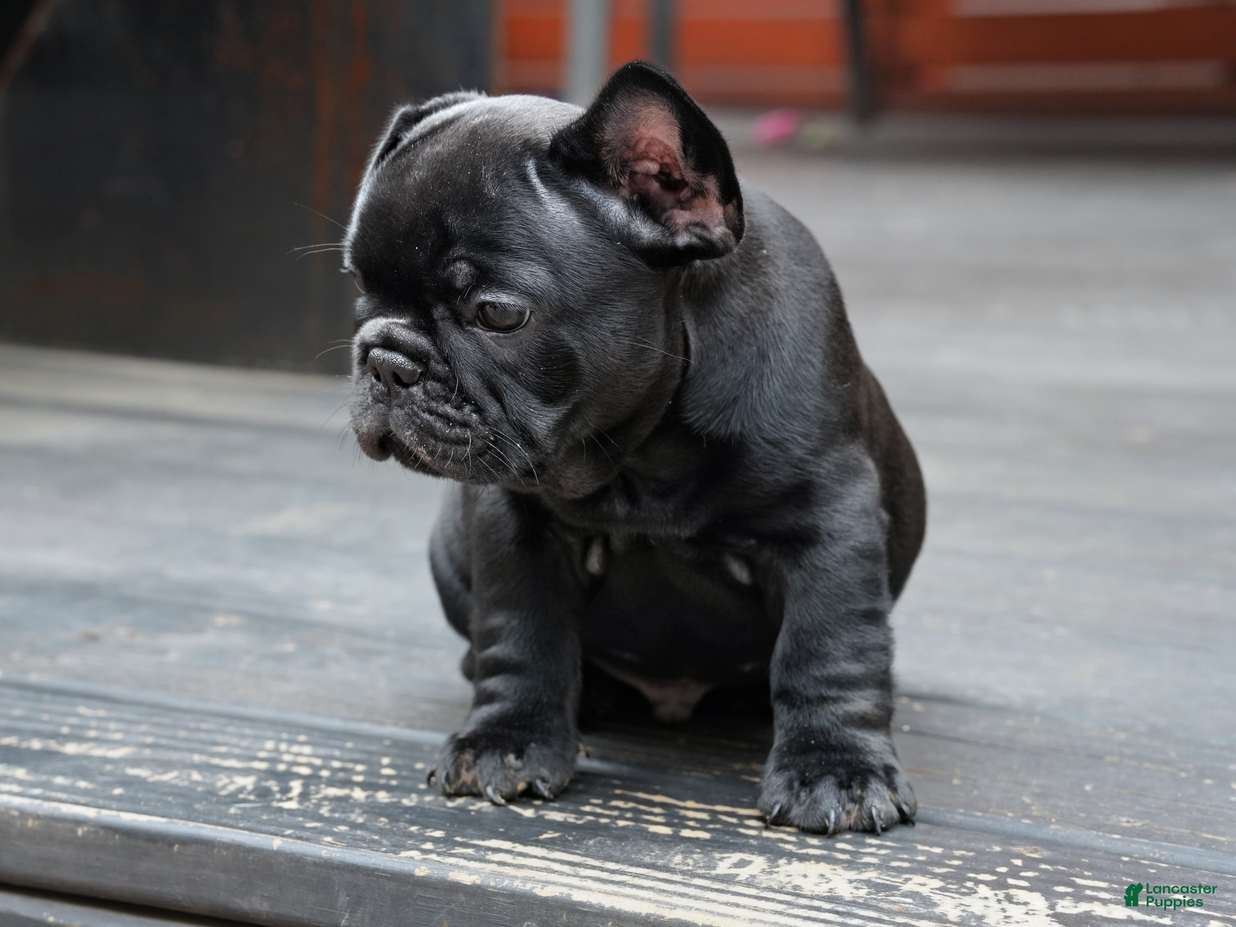 French Bulldog dogs Stitch Solid Black Male (No brindle) - Ad 2