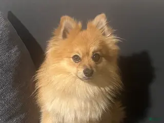 Pomeranian dogs Pomeranian Puppy 1 - Ad 25