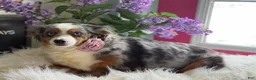 Toy Australian Shepherd dogs for sale: Tiny - Ad 16