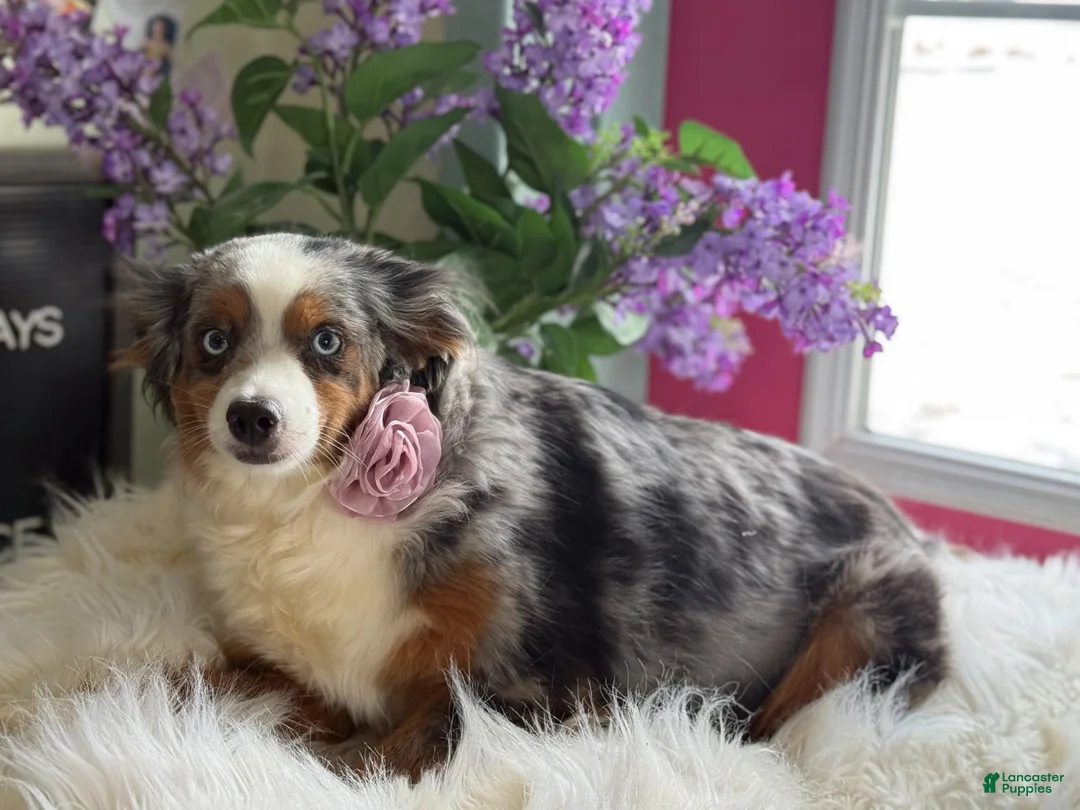 Toy Australian Shepherd dogs for sale: Tiny - Ad 16