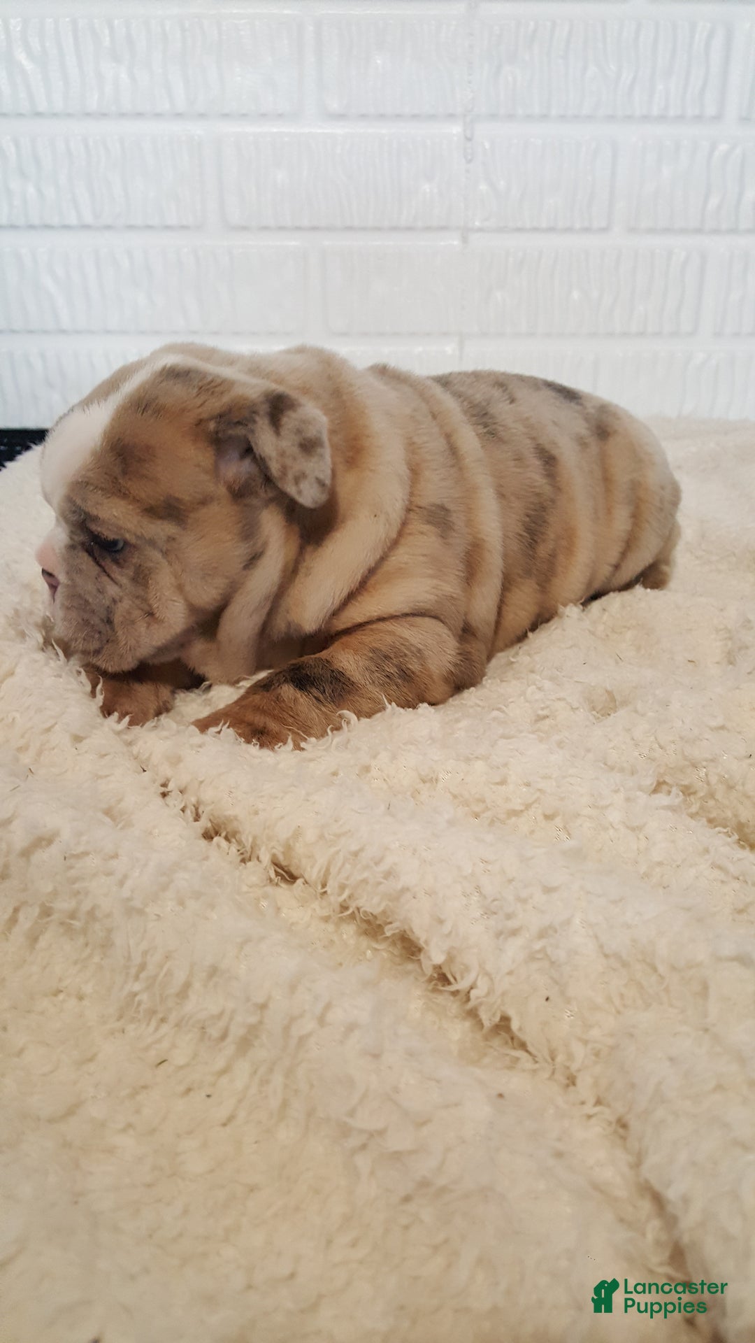 English Bulldog dogs for sale: Anja - Ad 3