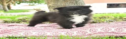 Pomsky dogs for sale: Gail - Ad 1