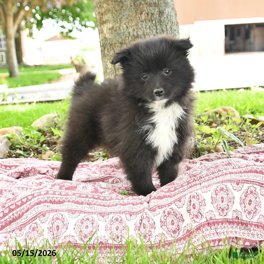 Pomsky dogs for sale: Gail - Ad 1