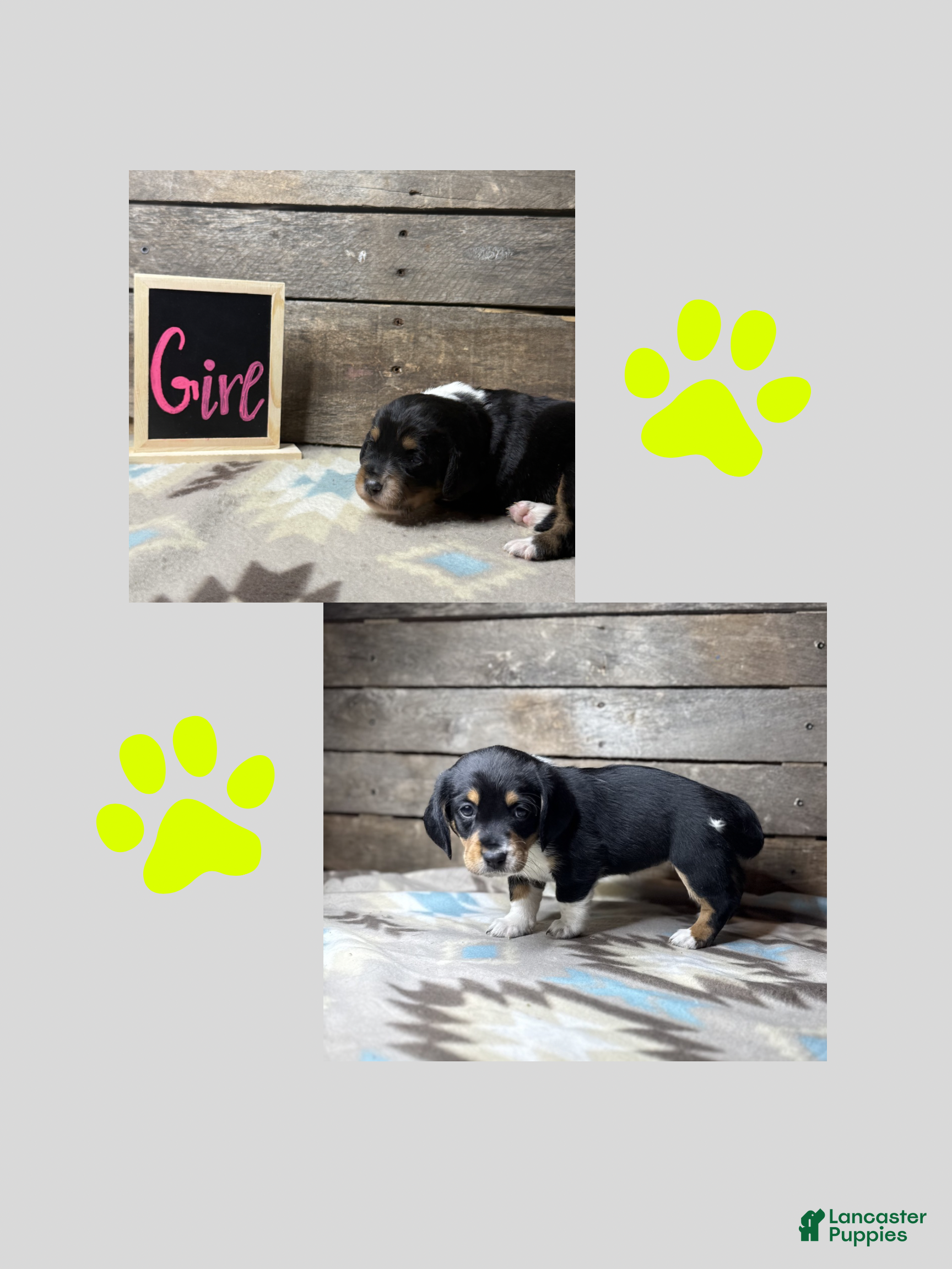Mixed Breed dogs Mixed Breed Puppy 5 - Ad 40