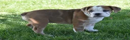 Beabull dogs for sale: Brinley - Ad 7