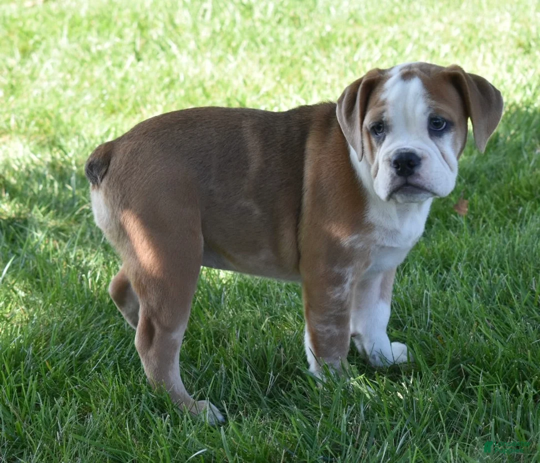 Beabull dogs for sale: Brinley - Ad 7