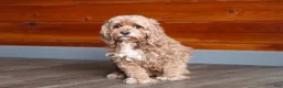 Cockapoo dogs for sale: Willow - Ad 12