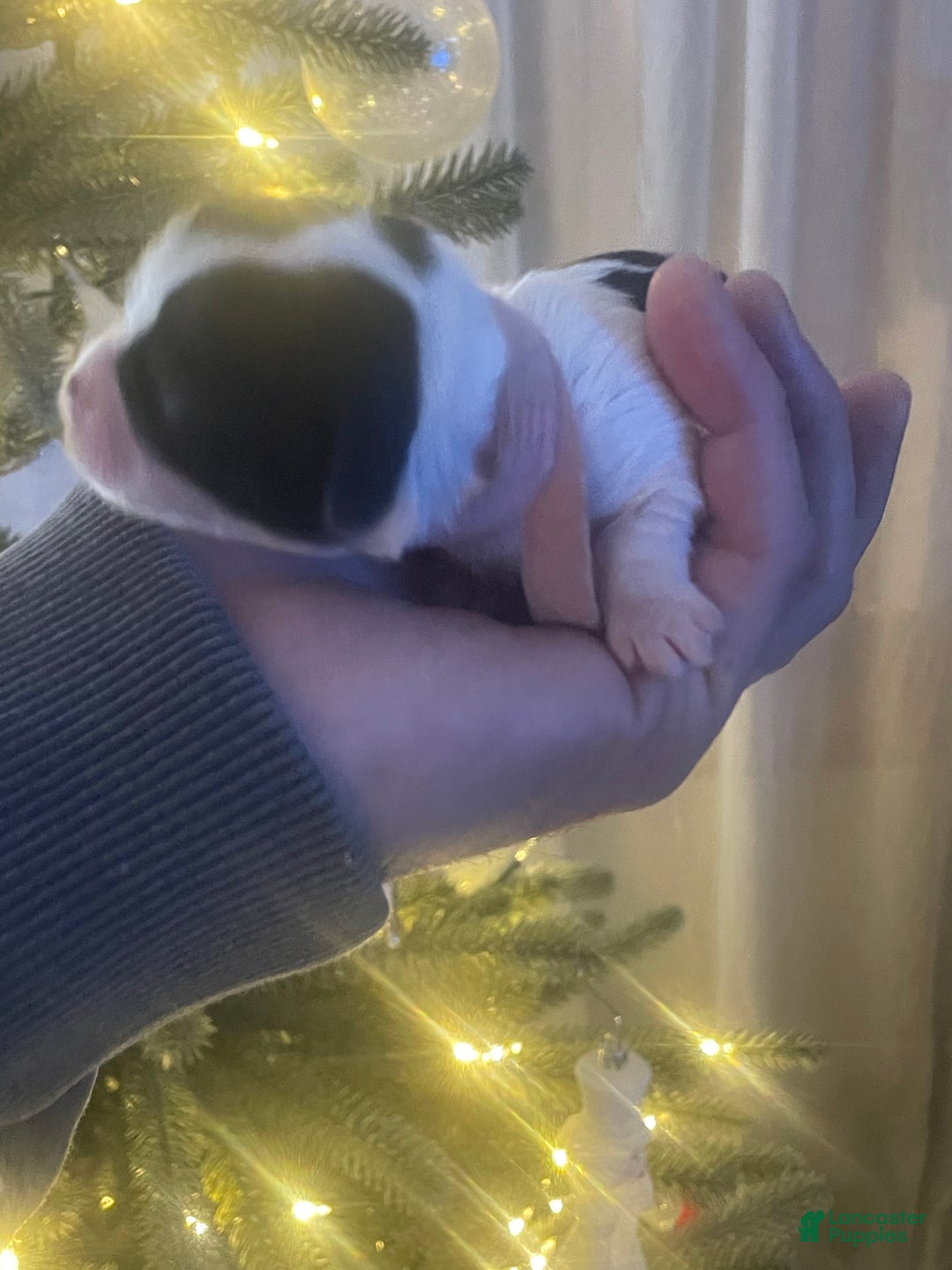 Mixed Breed dogs for sale: Poppy - Ad 3