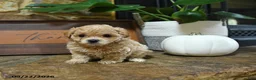 Maltipoo dogs for sale: Xolo - Ad 2