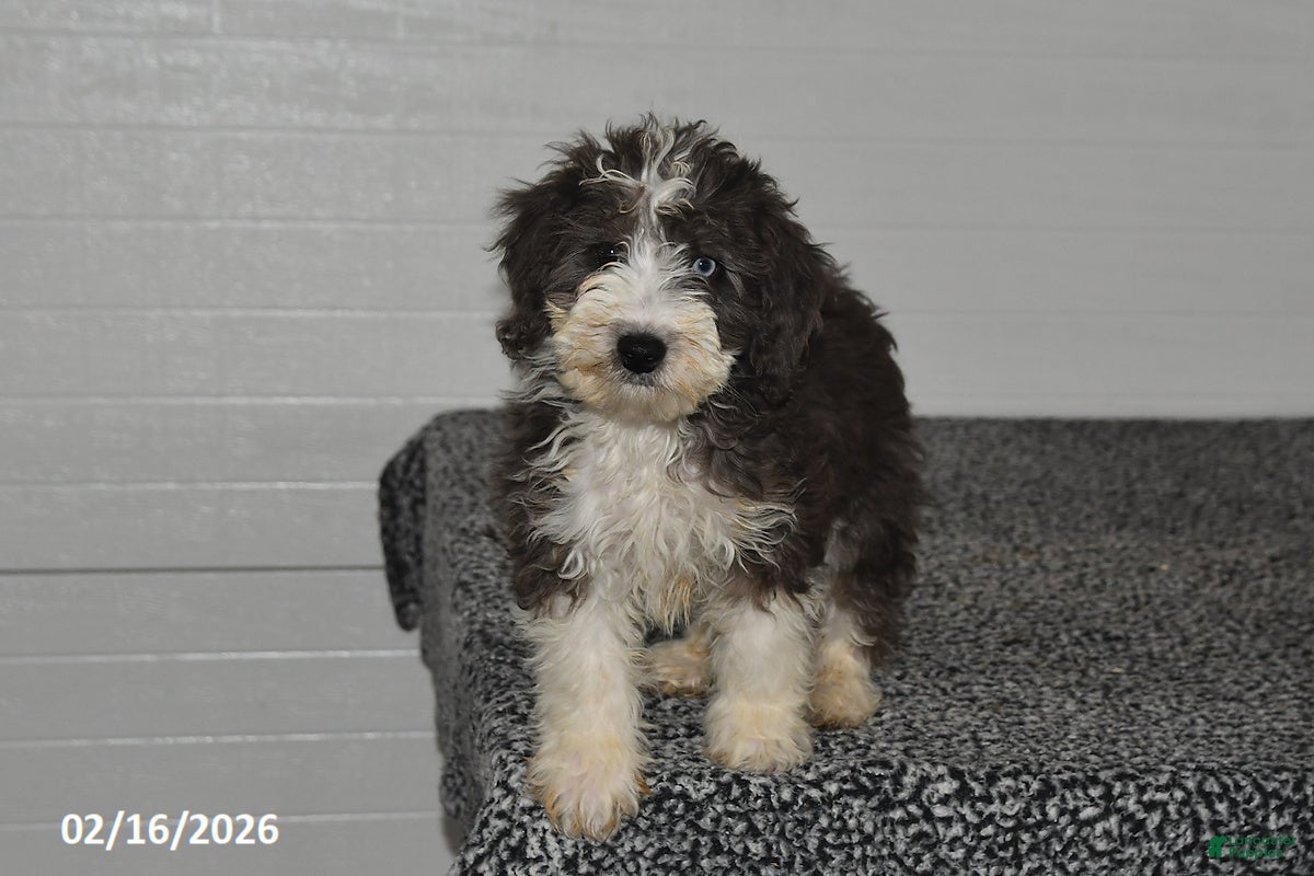 Mini Sheepadoodle dogs Ivy - Ad 1