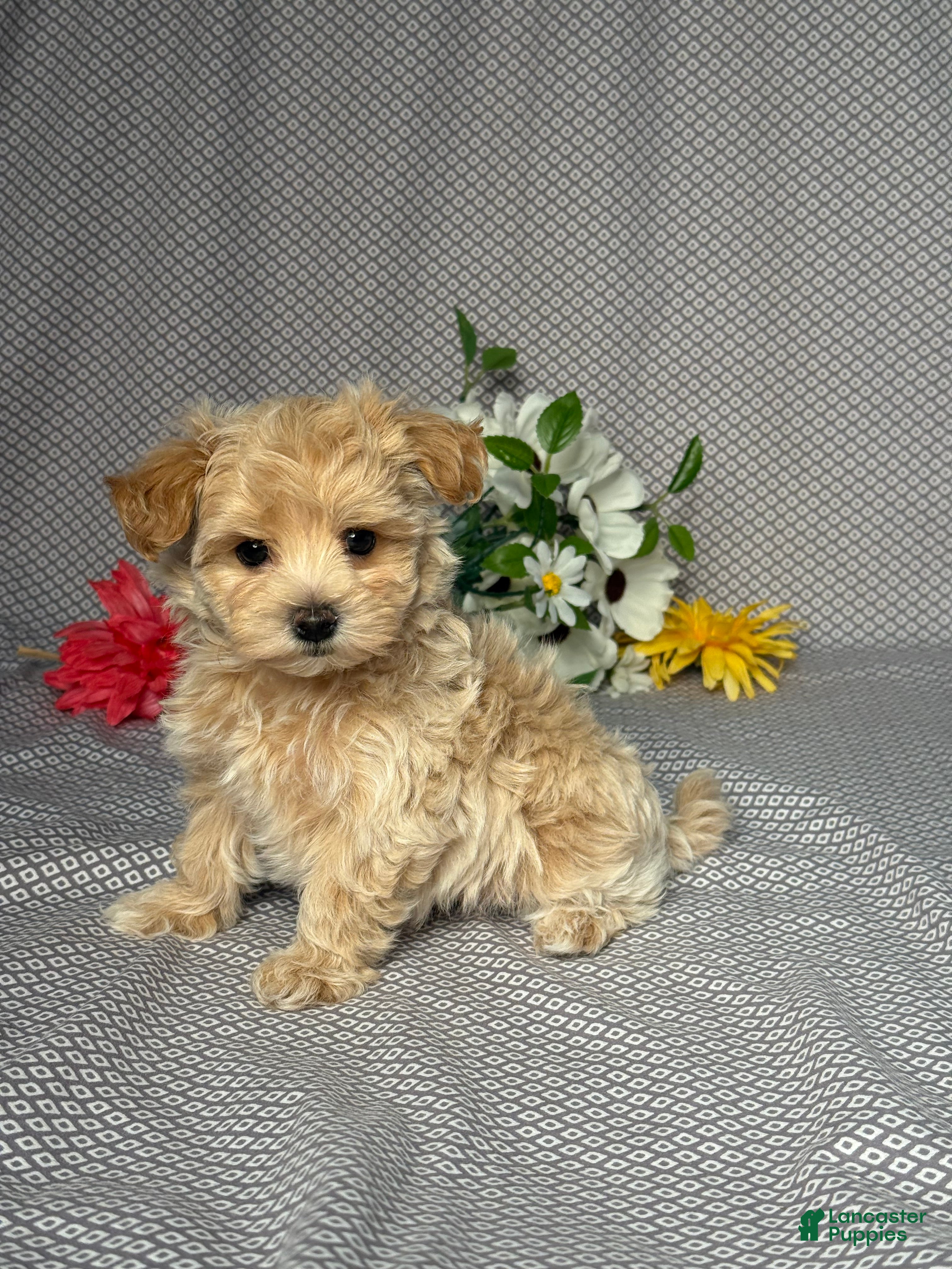 Maltipoo dogs Skye - Ad 2