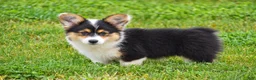 Welsh Corgi Pembroke dogs for sale: Jolene - Ad 4