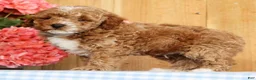 Mini Goldendoodle dogs for sale: Baxter - Ad 5