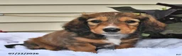 Miniature Dachshund dogs for sale: Snickers - Ad 3